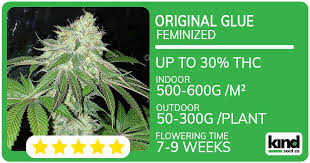 Exploring Cannabis Seeds South Carolina Your Guide to Growing in the Palmetto State