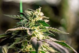 Exploring Cannabis Seeds South Carolina Your Guide to Growing in the Palmetto State